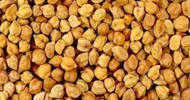 कृषि विज्ञान केन्द्र हरदा में चना बीज पूसा पार्वती उपलब्ध