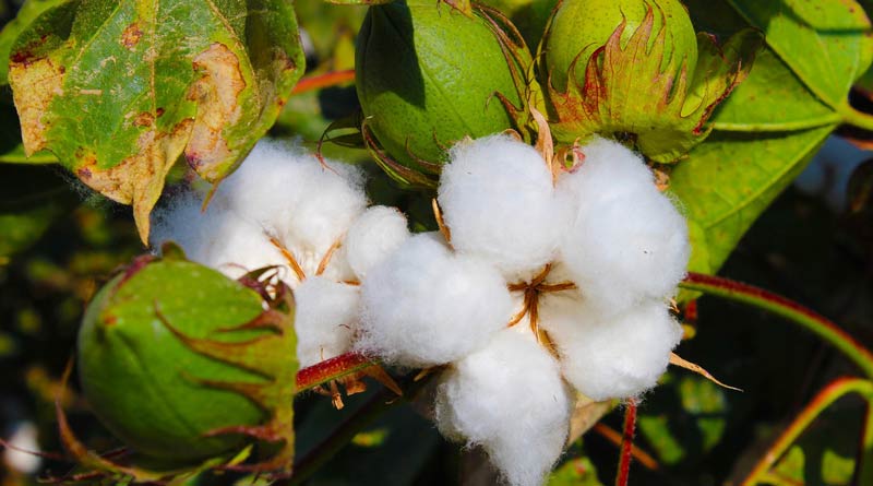 कपास पंजीयन में पिछड़ी पांढुर्ना तहसील के किसानों को मिला मौका