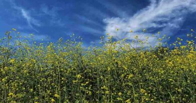 अक्टूबर में करें सरसों की अगेती बुवाई, IARI की इन उन्नत किस्मों से मिलेगी 35 क्विंटल/हेक्टेयर तक उपज