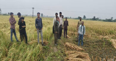 MP में बेमौसम बारिश से धान फसल हुई नष्ट, कृषि विभाग की टीम ने किया निरीक्षण, किसानों को जल्द मिलेगा मुआवजा