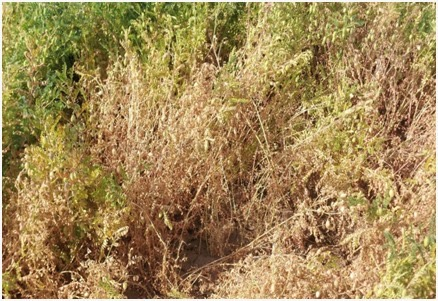 चने की फसल को जड़ गलन और उखठा रोग कैसे बचाएं? विशेषज्ञों ने बताए उपचार के सरल उपाय