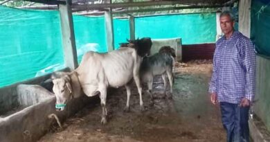 Success Story: पशु शेड गौ पालक रामफल के लिए बना आमदनी का जरिया, दूध बेचकर कमा रहे हजारों रुपए Success Story: पशु शेड गौ पालक रामफल के लिए बना आमदनी का जरिया, दूध बेचकर कमा रहे हजारों रुपए
