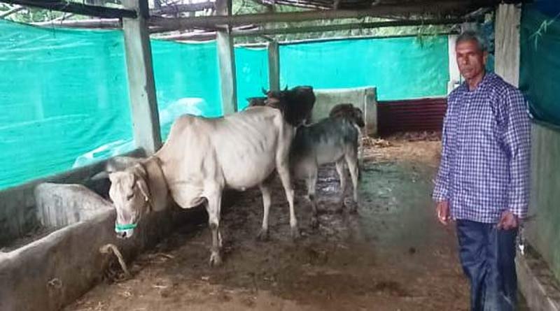 Success Story: पशु शेड गौ पालक रामफल के लिए बना आमदनी का जरिया, दूध बेचकर कमा रहे हजारों रुपए