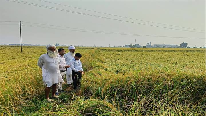 बारिश से हुए फसल नुकसान का कृषि विभाग की टीम ने लिया जायजा, किसानों को दी सुरक्षा उपायों की सलाह