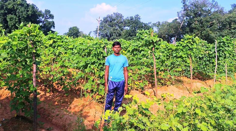 रायगढ़ के किसान ने वैज्ञानिक पद्धति से की बरबट्टी की खेती, 0.5 एकड़ में कमाए 50,000 रुपए का शुद्ध लाभ