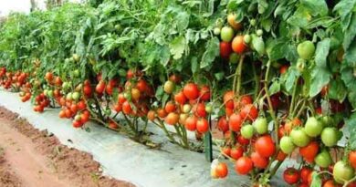 छत्तीसगढ़: टमाटर की खेती से महिला किसान जयवती हुई मालामाल, सालभर में कमाए 3 लाख; जानें फार्मूला  