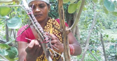 कैसे शुरू करें लाख की खेती? यहां जानिए आसान तरीका और पूरी प्रक्रिया