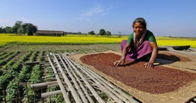 राजस्थान में सरसों की बुवाई में रिकॉर्ड बढ़त, 84% की तेजी के साथ बुवाई क्षेत्र 16.84 लाख हेक्टेयर तक पहुंचा