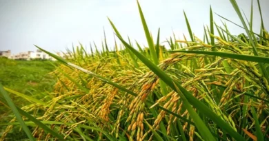 बेमेतरा में अल्पवर्षा: कलेक्टर ने ग्रीष्मकालीन धान पर लगाई रोक, सब्जी-दलहन और फलदार फसल बोने की अपील की