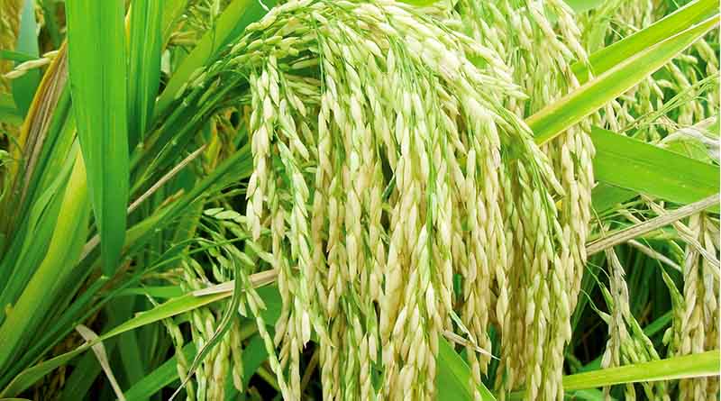 धान की फसल में यूरिया के प्रयोग से बचने की सलाह
