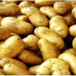 आलू की फसल के लिए सर्वश्रेष्ठ उत्पाद : महावीरा जिरोन पावर प्लस