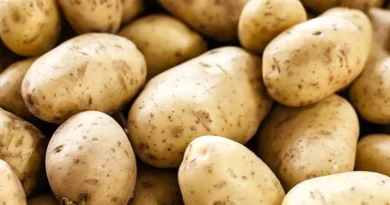 Potato Price: यूपी में आलू की आवक तेज, किसानों को ₹2150 प्रति क्विंटल तक मिले दाम; जानिए आलू के ताजा रेट Potato Price: यूपी में आलू की आवक तेज, किसानों को ₹2150 प्रति क्विंटल तक मिले दाम; जानिए आलू के ताजा रेट