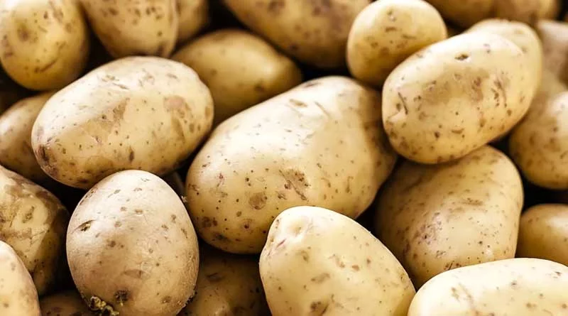 Potato Price: यूपी में आलू की आवक तेज, किसानों को ₹2150 प्रति क्विंटल तक मिले दाम; जानिए आलू के ताजा रेट