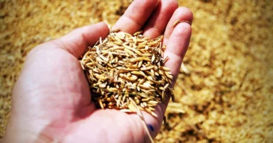 रायसेन जिले के बासमती धान ने अंतर्राष्ट्रीय बाजार में मचाई धूम, 47 देशों में हो रहा निर्यात