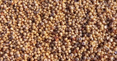 मध्यप्रदेश: समर्थन मूल्य पर धान, ज्वार और बाजरा फसल उपार्जन के लिए 8 लाख 53 हजार से अधिक किसानों ने किया पंजीयन