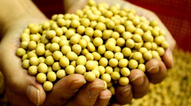  इंदौर संभाग में 1,45,188 किसानों ने कराया सोयाबीन का पंजीयन