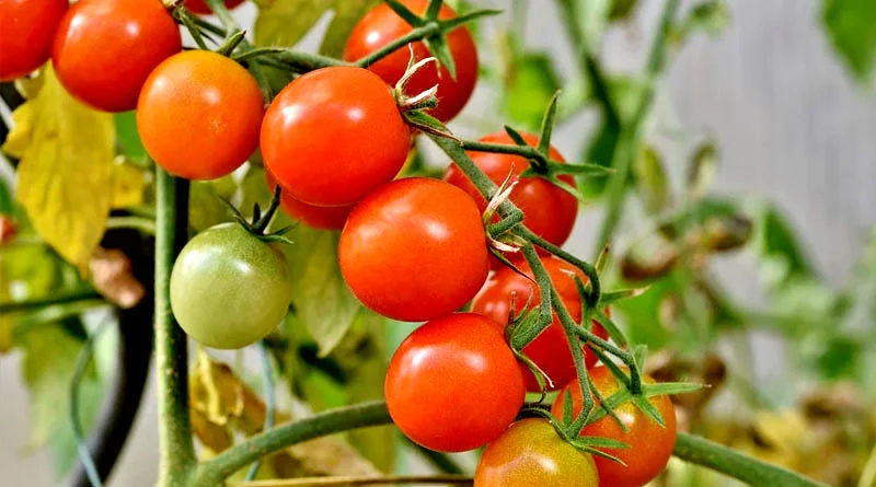 टमाटर उत्पादन में देश में नंबर-1 है मध्यप्रदेश, 50% अनुदान से किसानों को मिल रही मजबूती