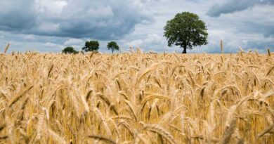 पीबीडब्ल्यू 757 (PBW 757) – देर से बुवाई के लिए उच्च जिंक युक्त बायोफोर्टिफाइड गेहूं किस्म