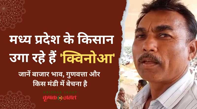 मध्य प्रदेश के किसान उगा रहे हैं सुपरफूड फसल ‘क्विनोआ'