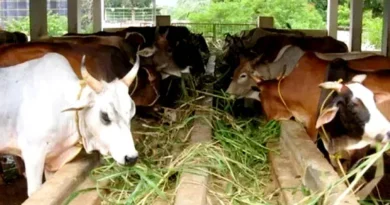 राजस्थान: सर्दियों में दुधारू पशुओं को रखें खास ख्याल, पशुपालन विभाग ने जारी  की एडवायजरी 