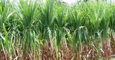 उत्तरप्रदेश के किसानों को राहत: नई गन्ना दरों पर भुगतान शुरू, ₹513.96 करोड़ किसानों के खाते में ट्रांसफर