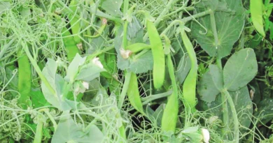  मंडियों में मटर की आवक शुरू, महाराष्ट्र में ₹16,500/ क्विंटल मिला किसानों को भाव; जानें 3 अन्य राज्यों का हाल