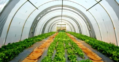 लो टनल तकनीक क्या है? किसानों के लिए कैसे है फायदेमंद, जानें सबकुछ