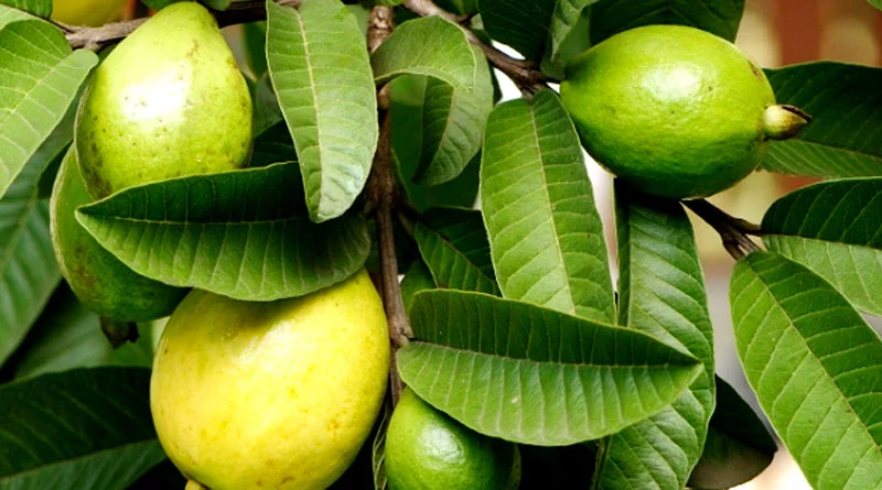 राजस्थान: उद्यान विभाग की अध्यक्षता में अमरूद महोत्सव की तैयारियों पर बैठक, आयोजन को सफल बनाने पर चर्चा