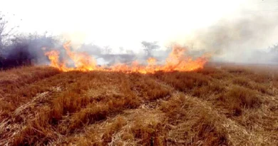 भिंड जिले में नरवाई जलाना पूर्णतः प्रतिबंधित - कलेक्टर