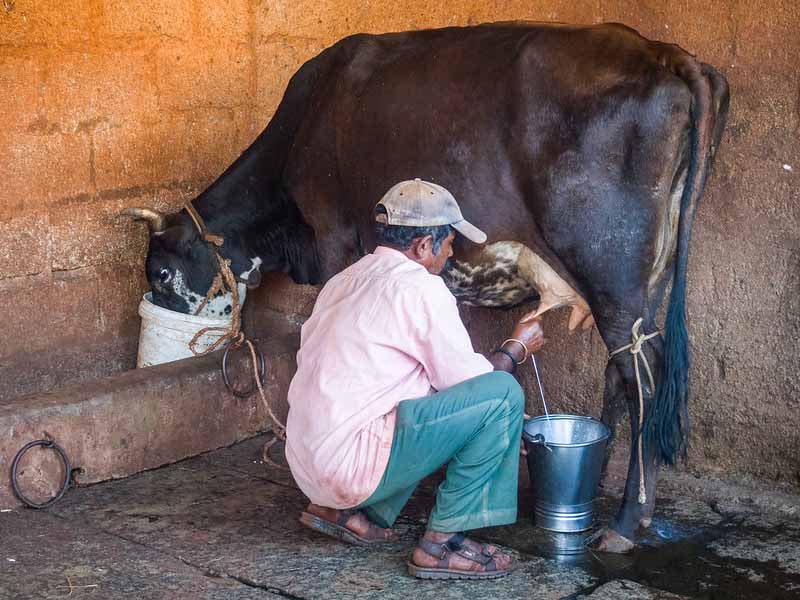अवमानक मिश्रित दूध बेचने पर लगाया एक लाख का जुर्माना