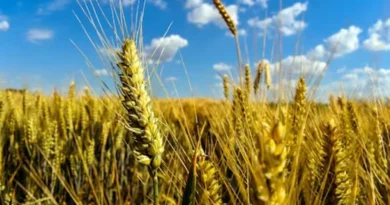 यूपी में रबी सीजन की तैयारियां तेज, 30 नवंबर तक किसानों को मिलेगा सब्सिडी वाला बीज