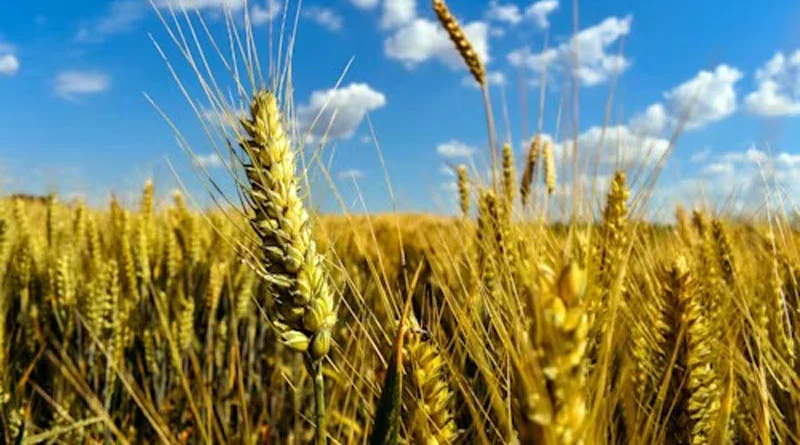 यूपी में रबी सीजन की तैयारियां तेज, 30 नवंबर तक किसानों को मिलेगा सब्सिडी वाला बीज