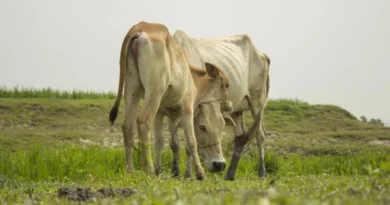 दुधारू पशुओं लिए कारगर नुस्खा है सरसों का तेल