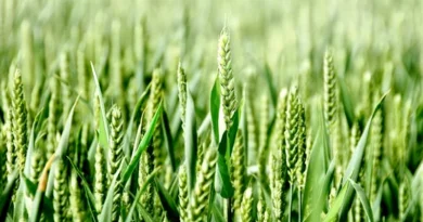 किसान रबी सीजन में इन 10 गेहूं किस्मों की करें बुवाई, कम खर्च में मिलेगी बंपर पैदावार; जानें खासियत