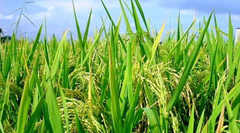 मध्यप्रदेश: एमएसपी पर धान, ज्वार और बाजरा की उपार्जन नीति जारी, 24 नवम्बर से खरीदी शुरू