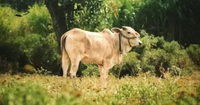 डिजिटल पहल में राजस्थान ने किया कमाल, 6 महीने के अंदर चैटबॉट से 65,490 पशुओं का किया इलाज