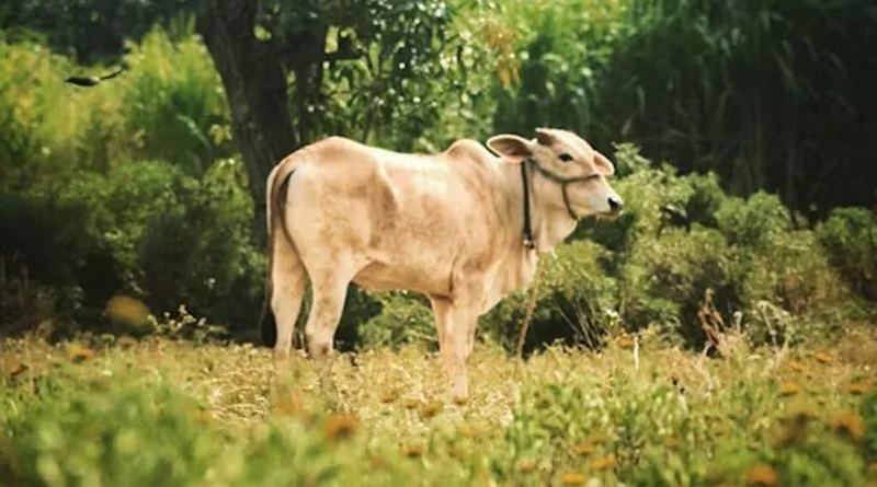 डिजिटल पहल में राजस्थान ने किया कमाल, 6 महीने के अंदर चैटबॉट से 65,490 पशुओं का किया इलाज