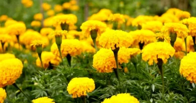 गेंदा पुष्प की खेती से महका राम सिंह का जीवन  