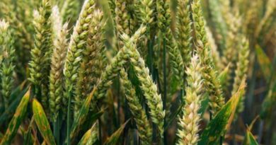 गेहूं की फसल में जड़ माहू कीट का प्रकोप: कृषि विभाग ने दी चेतावनी, पीलापन दिखते ही करें दवा का छिड़काव  