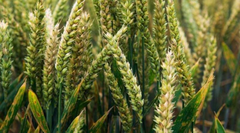 अधिक उत्पादन के लिए किसान गेंहू और चना की नई बायोफोर्टिफाइड किस्में का करें उपयोग, कृषि विभाग ने दी सलाह