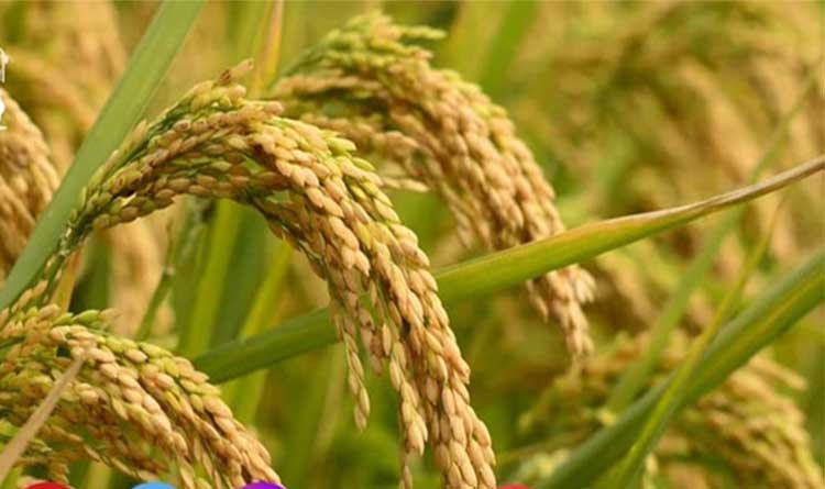 धान खरीदी अब होगी आसान, CG सरकार ने ‘टोकन तुहर हाथ’ ऐप किया लॉन्च; किसानों को घर बैठे मिलेगा बिक्री टोकन