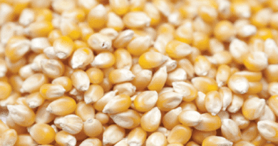 मक्‍का किसानों को बड़ी राहत: तेलंगाना सरकार ने बढ़ाई मक्का की खरीद सीमा, अब करेगी ज्‍यादा खरीद