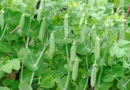 मटर की खेती के लिए बेस्ट 5 उन्नत किस्में, सिर्फ 60 से 75 दिनों में हो जाएगी तैयार; मिलेगी बंपर पैदावार