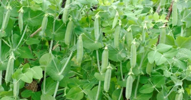 मटर की खेती के लिए बेस्ट 5 उन्नत किस्में, सिर्फ 60 से 75 दिनों में हो जाएगी तैयार; मिलेगी बंपर पैदावार