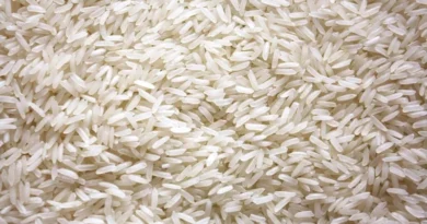 खरीफ सीजन में चावल का उत्पादन 1.4 फीसदी अधिक हुआ