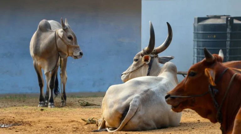 ठंड में ऐसे रखे अपने दुधारू पशुओं की सेहत का ख्याल