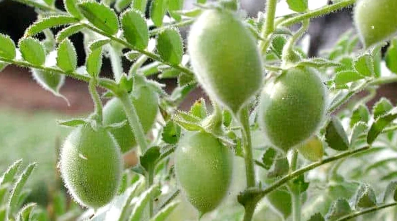 किसान सावधान! चने की फसल में उकठा रोग फैलने की आशंका, कृषि विभाग ने जारी की गाइडलाइन