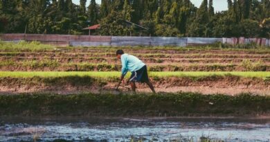 मध्यप्रदेश सरकार ने बढ़ाई धान पंजीयन की डेडलाइन, अब किसान इस दिन तक करा सकेंगे रजिस्ट्रेशन  