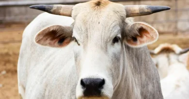 कृषि उद्यमी (पशुपालन) की निशुल्क ट्रेनिंग 8 नवंबर से