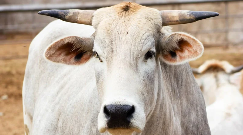 कृषि उद्यमी (पशुपालन) की निशुल्क ट्रेनिंग 8 नवंबर से